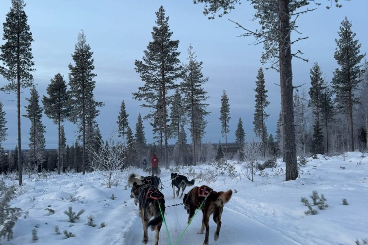 huskies sledding through the wilderness in Finnish Lapland on our yoga and wellness adventure